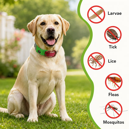 tkhotpick™ 12 Months Flea and Tick Free