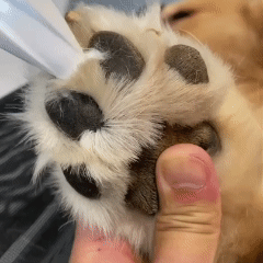 tkhotpick™ Electric Fur Trimmer